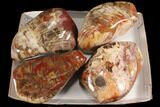 Lot: + Lbs Free-Standing, Polished Petrified Wood - Pieces #92428-1